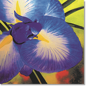 Iris