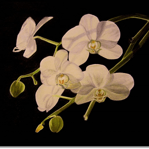 Orchid