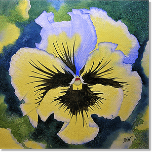 Pansy