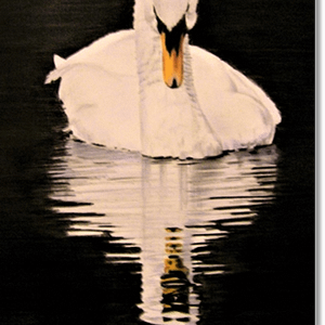 Swan Reflection