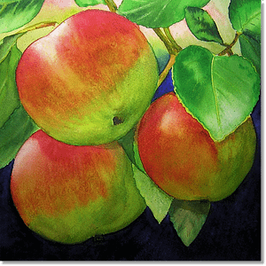 Apples - sold