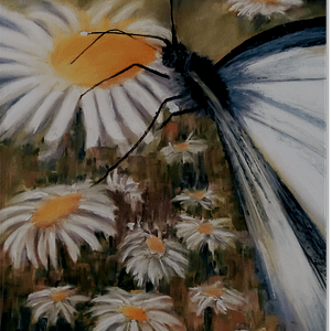 Butterfly And Daisies
